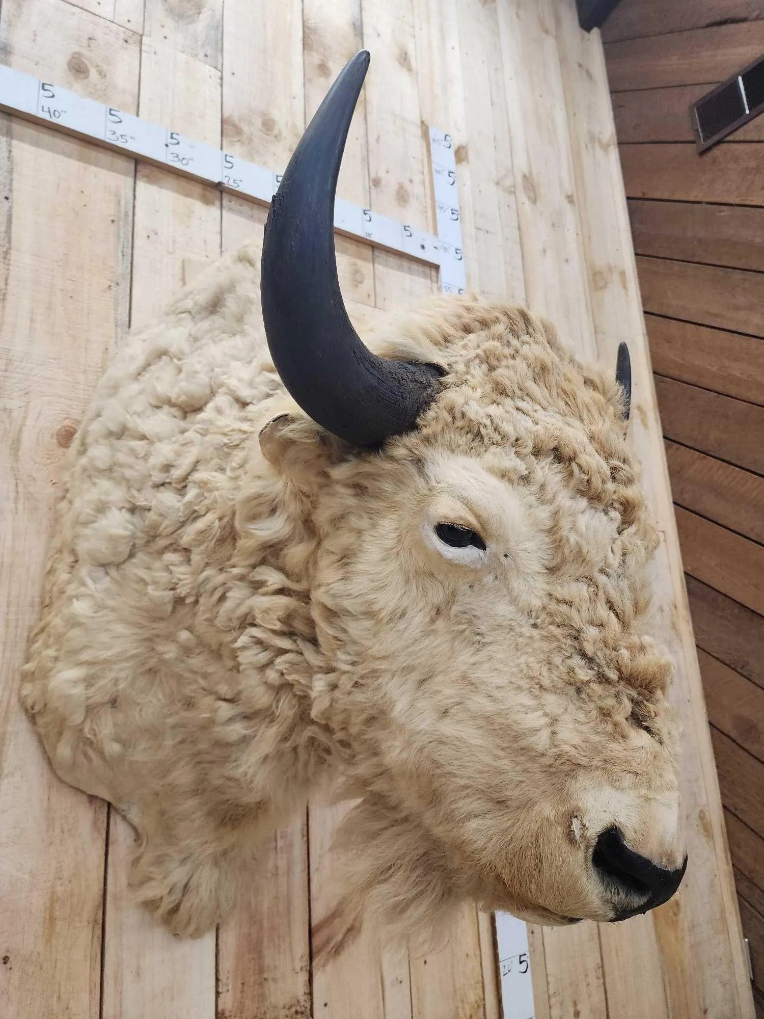 White American Bison Taxidermy Shoulder Mount - Image 2