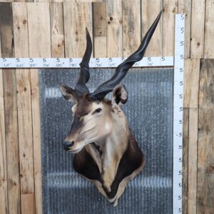 Central African Giant Eland Taxidermy Shoulder Mount