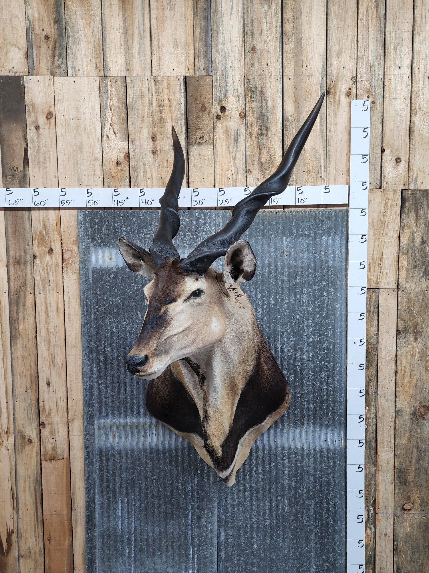 Central African Giant Eland Taxidermy Shoulder Mount