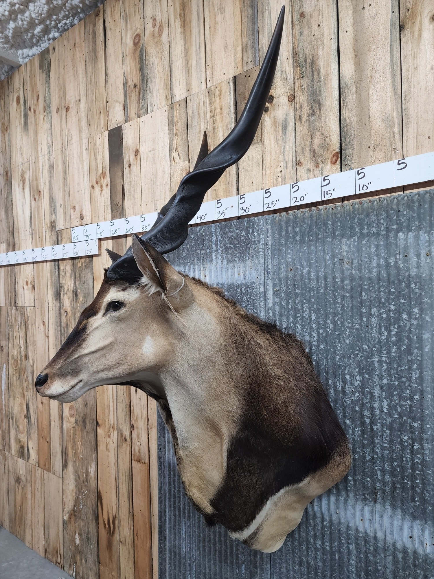Central African Giant Eland Taxidermy Shoulder Mount - Image 3