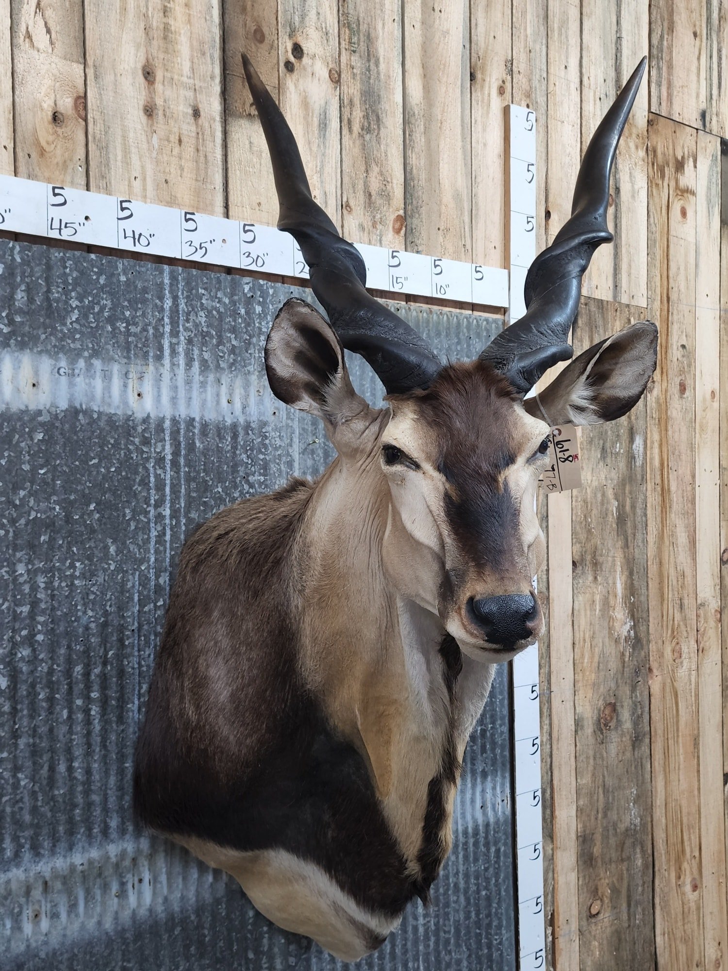 Central African Giant Eland Taxidermy Shoulder Mount - Image 2