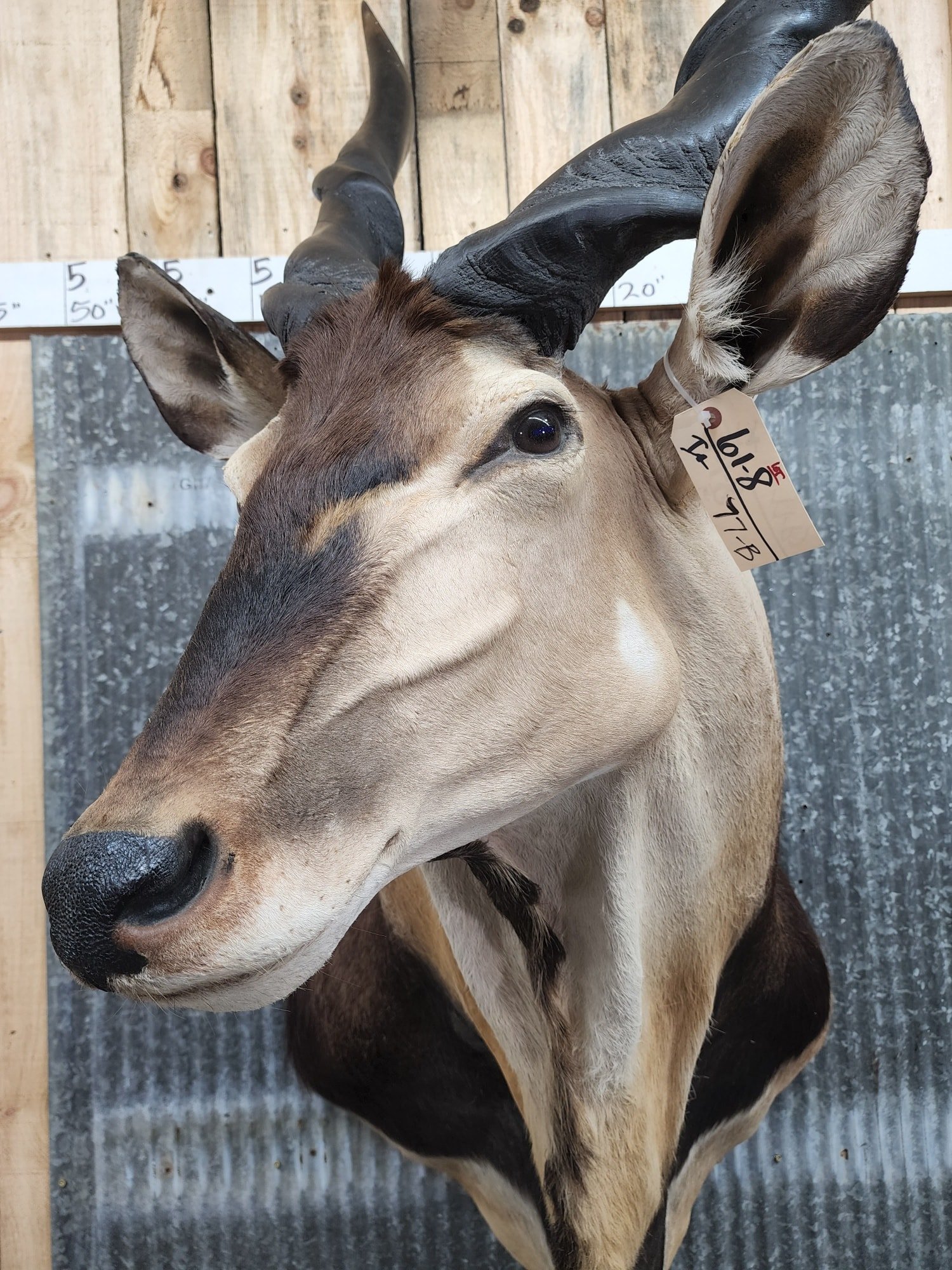 Central African Giant Eland Taxidermy Shoulder Mount - Image 4