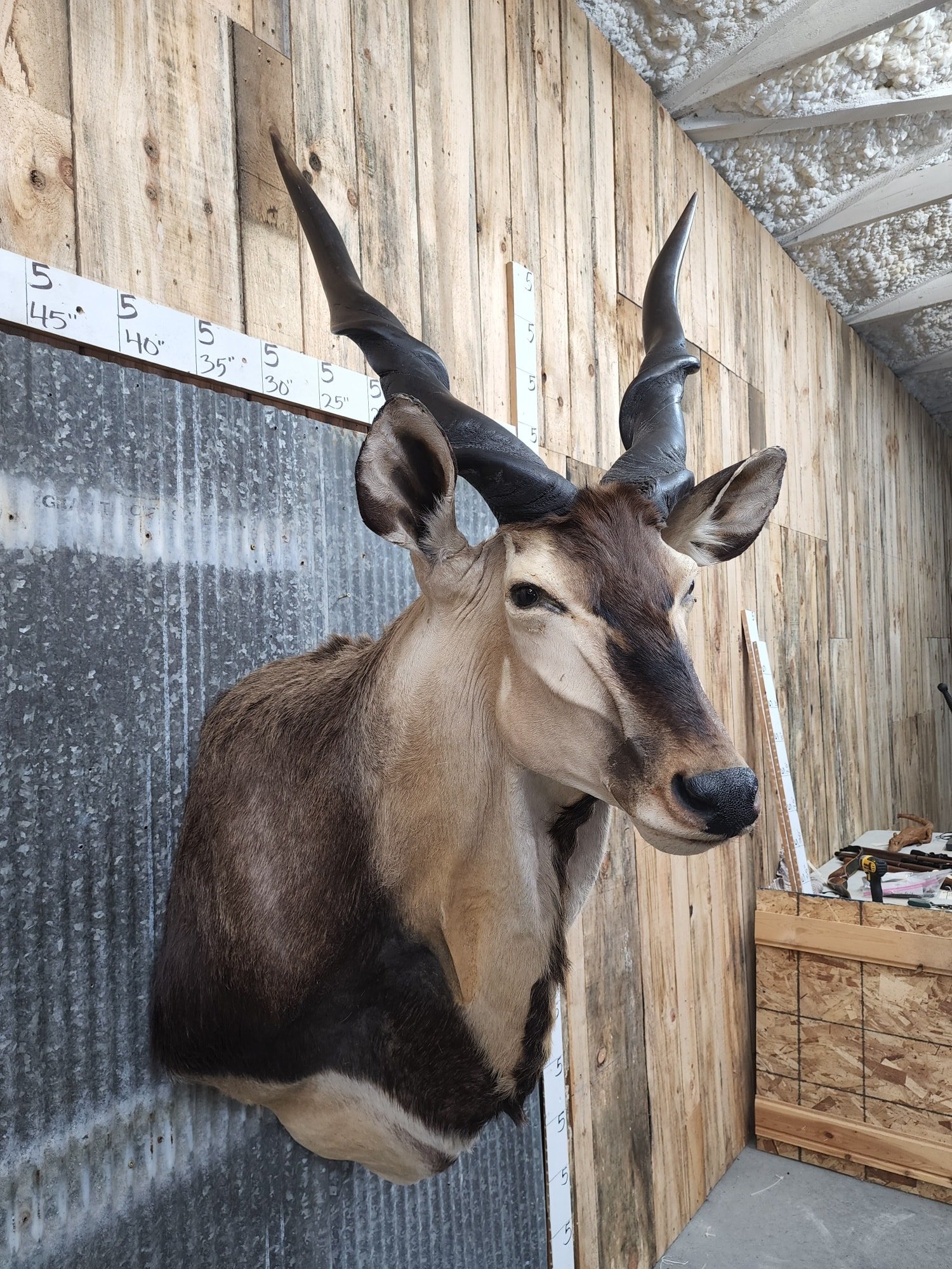 Central African Giant Eland Taxidermy Shoulder Mount - Image 5