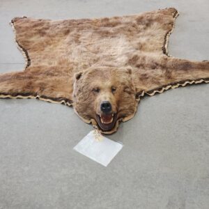 Cinnamon Black Bear Full-Size Taxidermy Rug