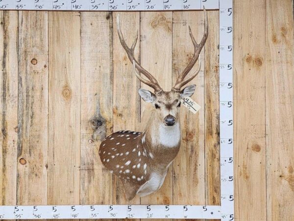 Axis Deer Taxidermy Shoulder Mount