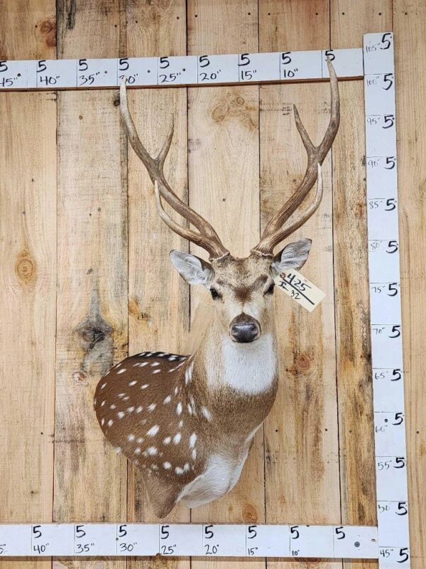 Axis Deer Taxidermy Shoulder Mount - Image 4