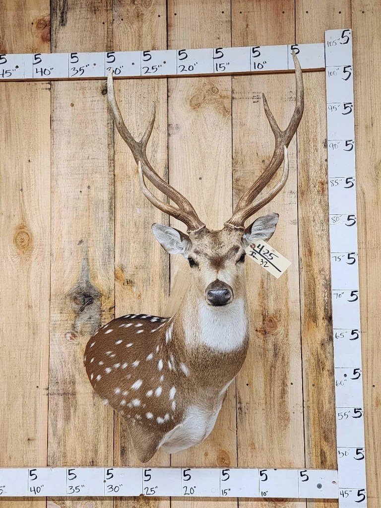 Axis Deer Taxidermy Shoulder Mount - Image 4