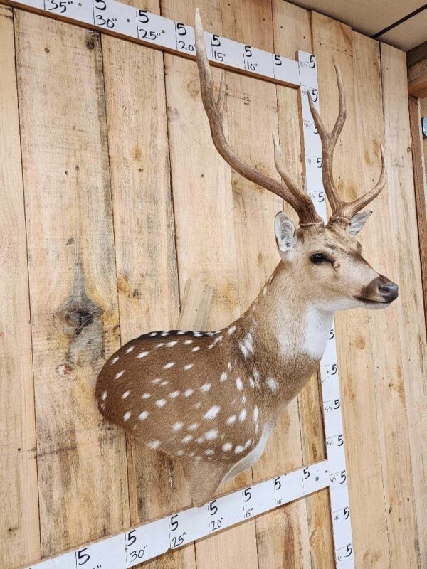 Axis Deer Taxidermy Shoulder Mount - Image 3