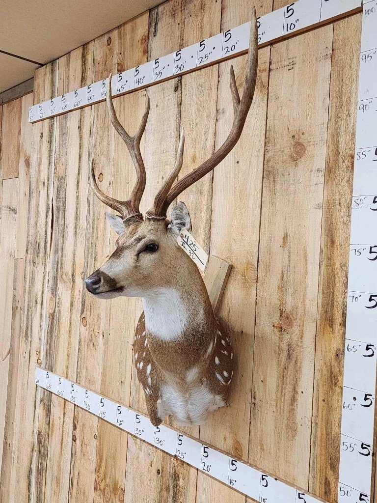 Axis Deer Taxidermy Shoulder Mount - Image 2