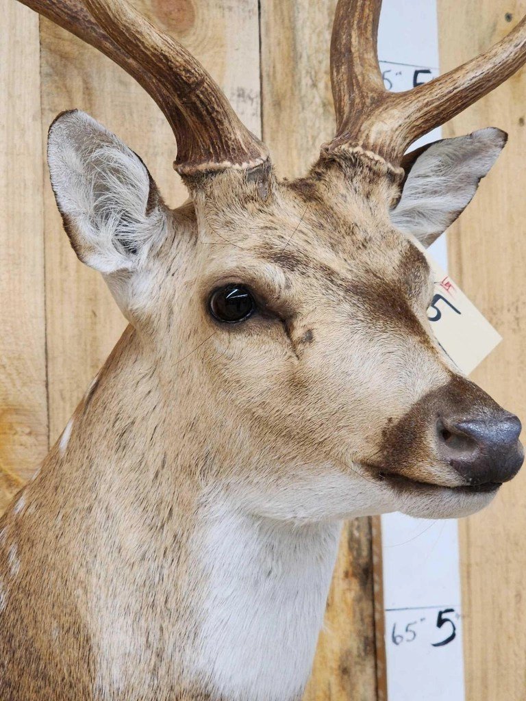 Axis Deer Taxidermy Shoulder Mount - Image 5