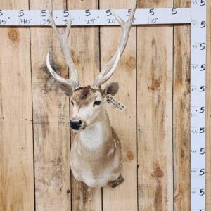 Axis Deer Shoulder Taxidermy Mount