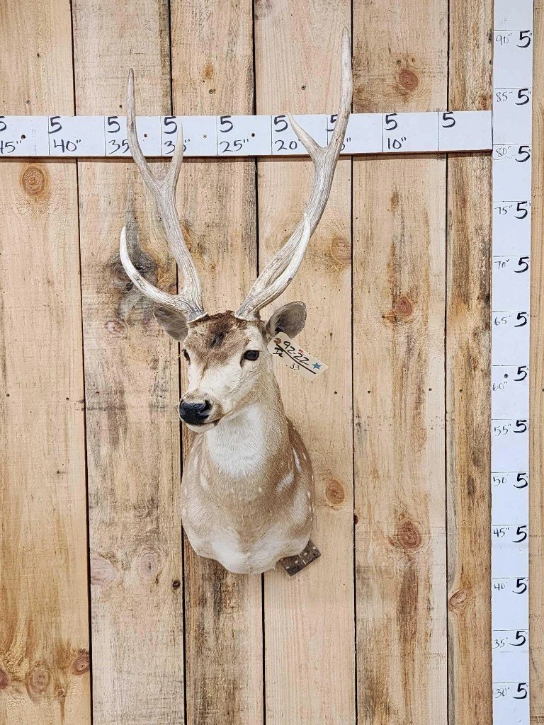 Axis Deer Shoulder Taxidermy Mount