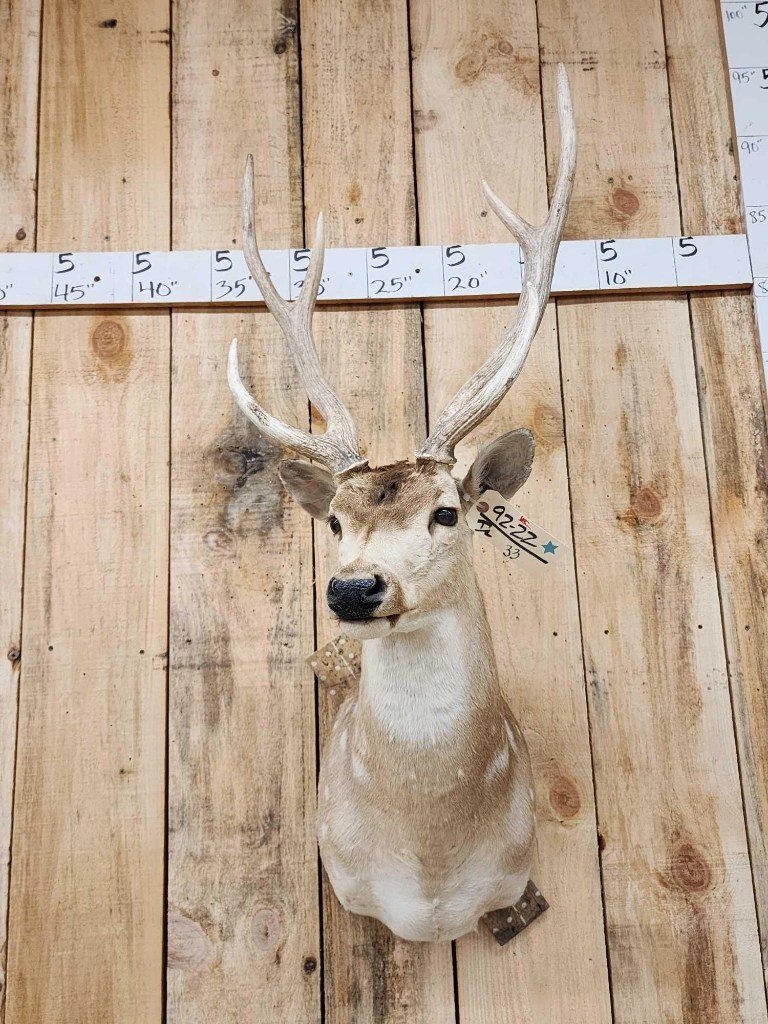 Axis Deer Shoulder Taxidermy Mount - Image 4