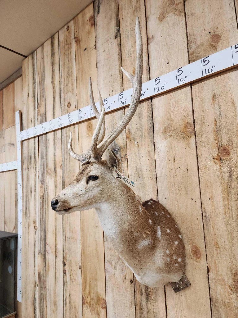 Axis Deer Shoulder Taxidermy Mount - Image 3