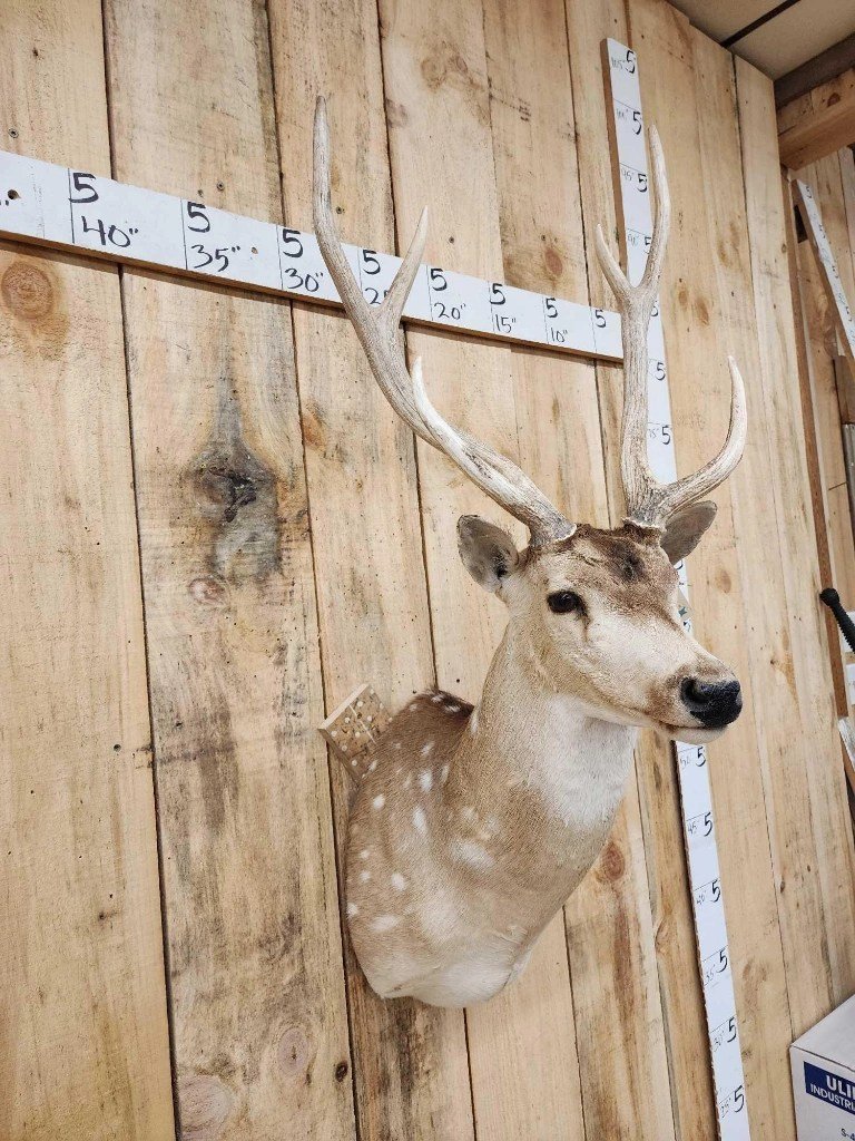 Axis Deer Shoulder Taxidermy Mount - Image 2