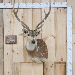 Axis Deer Shoulder Taxidermy Mount