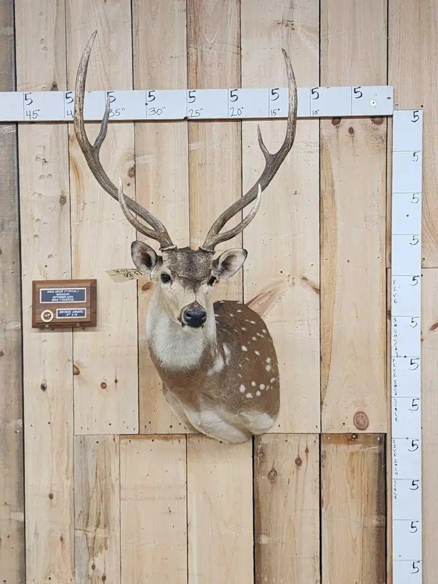 Axis Deer Shoulder Taxidermy Mount