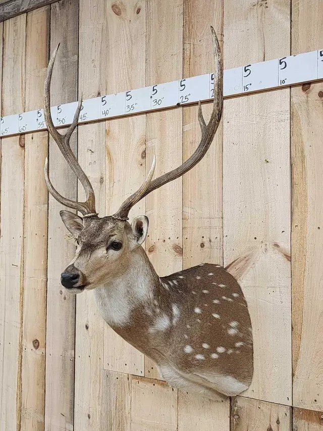 Axis Deer Shoulder Taxidermy Mount - Image 5