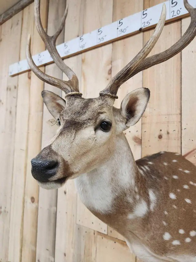 Axis Deer Shoulder Taxidermy Mount - Image 4