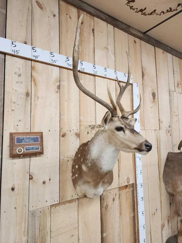 Axis Deer Shoulder Taxidermy Mount - Image 3