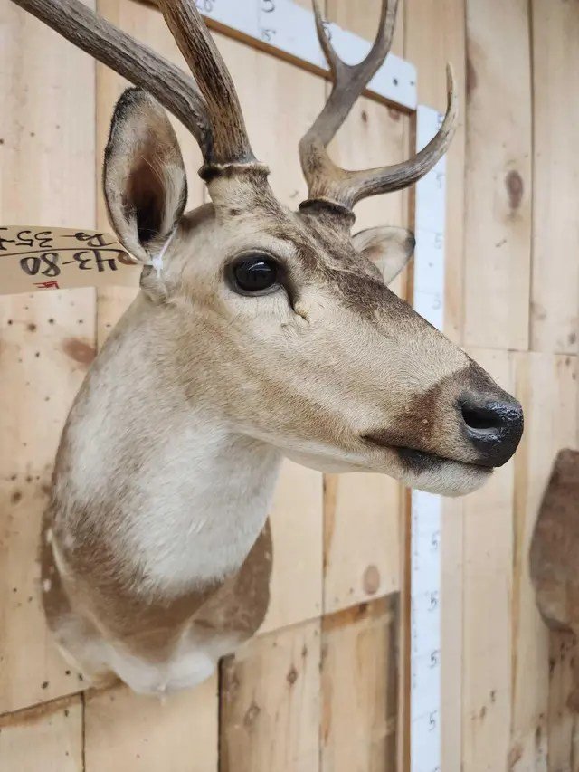 Axis Deer Shoulder Taxidermy Mount - Image 2