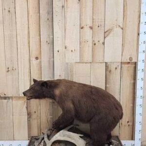 Cinnamon Phase Black Bear Life-Size Taxidermy Mount