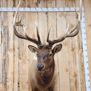 Elk Shoulder Taxidermy Mount