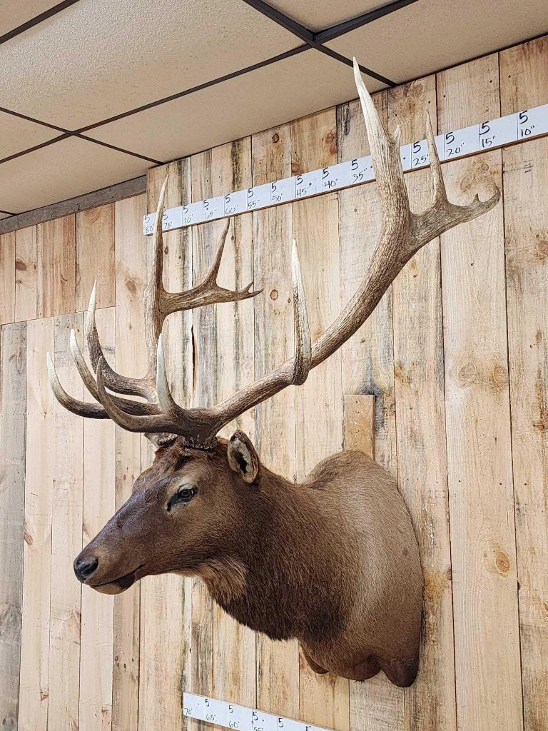 Elk Shoulder Taxidermy Mount - Image 3