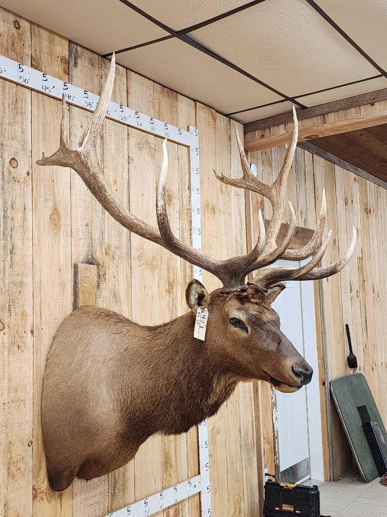 Elk Shoulder Taxidermy Mount - Image 2