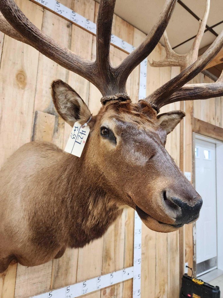 Elk Shoulder Taxidermy Mount - Image 5