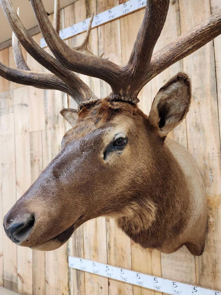 Elk Shoulder Taxidermy Mount - Image 4