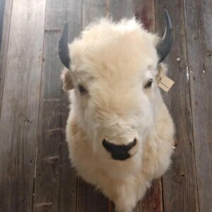 RARE White Buffalo Taxidermy Shoulder Mount
