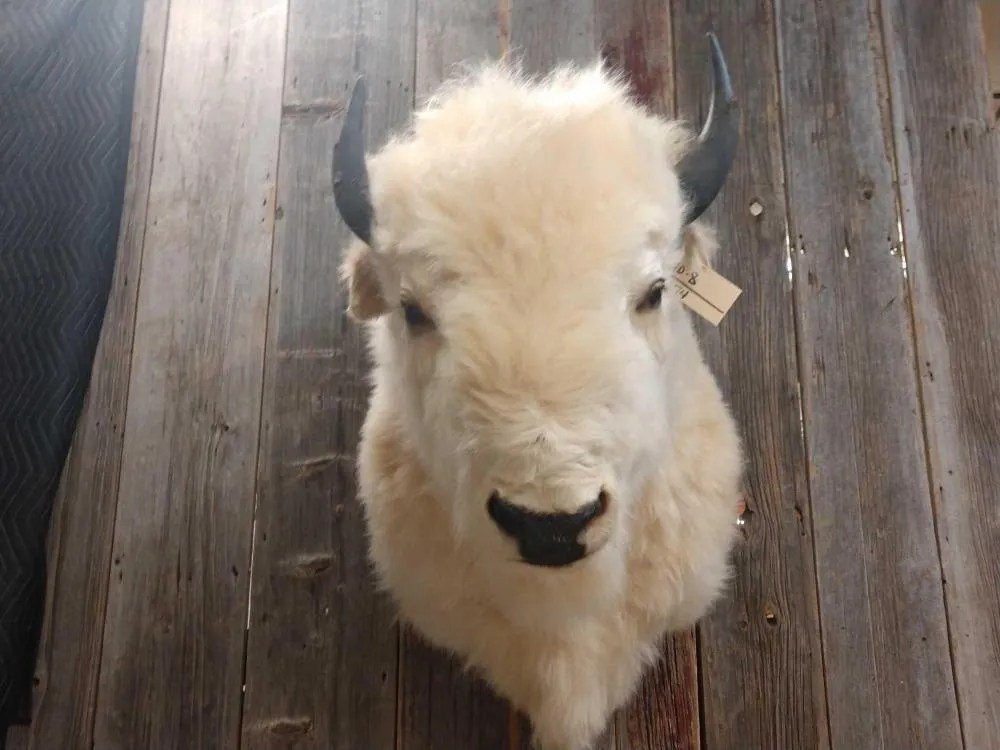 RARE White Buffalo Taxidermy Shoulder Mount