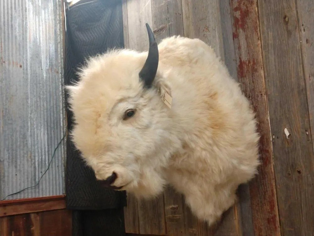 RARE White Buffalo Taxidermy Shoulder Mount - Image 5