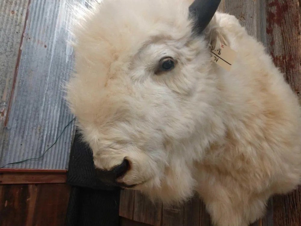 RARE White Buffalo Taxidermy Shoulder Mount - Image 2