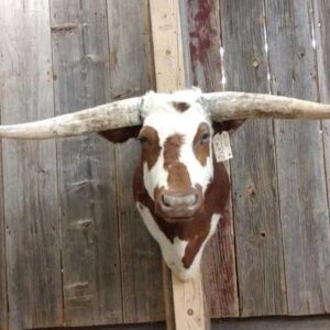 Texas Longhorn Steer taxidermy shoulder mount