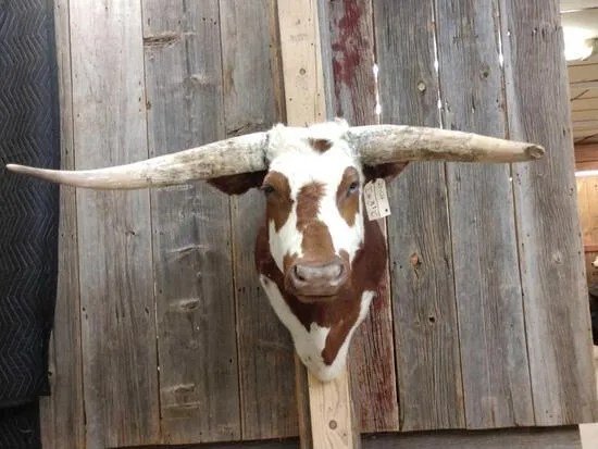 Texas Longhorn Steer taxidermy shoulder mount