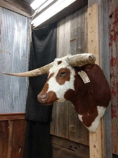 Texas Longhorn Steer taxidermy shoulder mount - Image 2