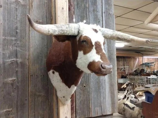 Texas Longhorn Steer taxidermy shoulder mount - Image 3