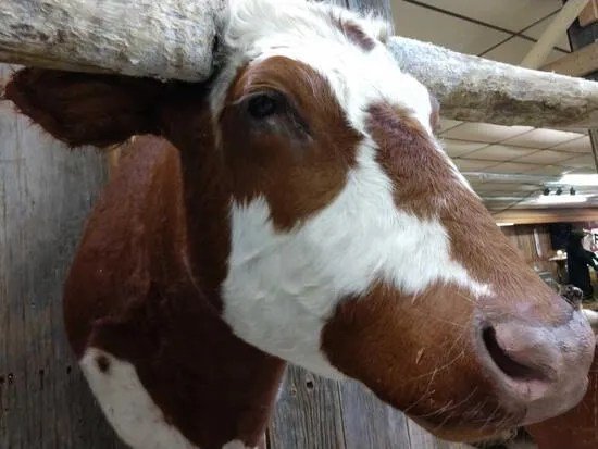 Texas Longhorn Steer taxidermy shoulder mount - Image 4