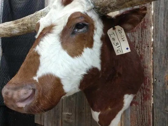 Texas Longhorn Steer taxidermy shoulder mount - Image 5