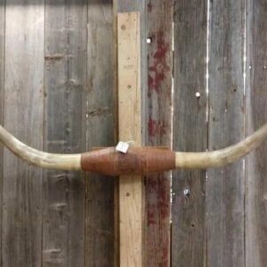 Texas Longhorn Steer Plaque taxidermy