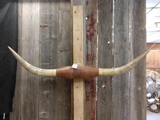 Texas Longhorn Steer Plaque taxidermy