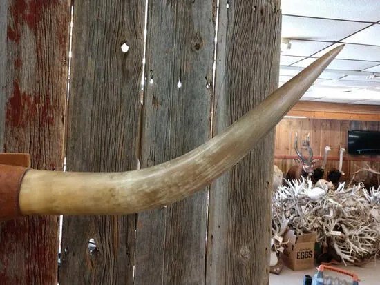 Texas Longhorn Steer Plaque taxidermy - Image 5