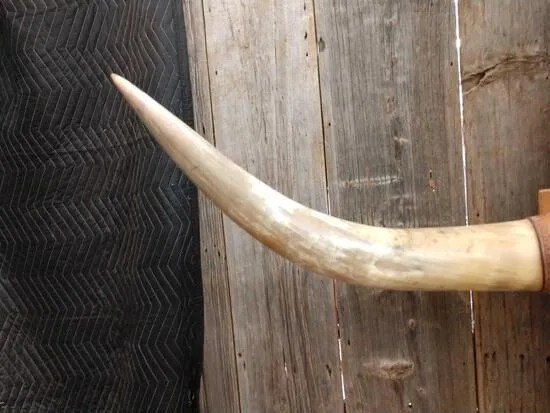 Texas Longhorn Steer Plaque taxidermy - Image 4