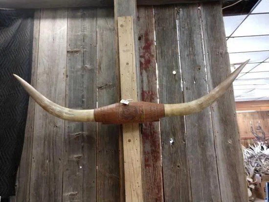 Texas Longhorn Steer Plaque taxidermy - Image 2