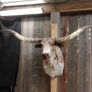 Texas Longhorn Steer Taxidermy Shoulder Mount