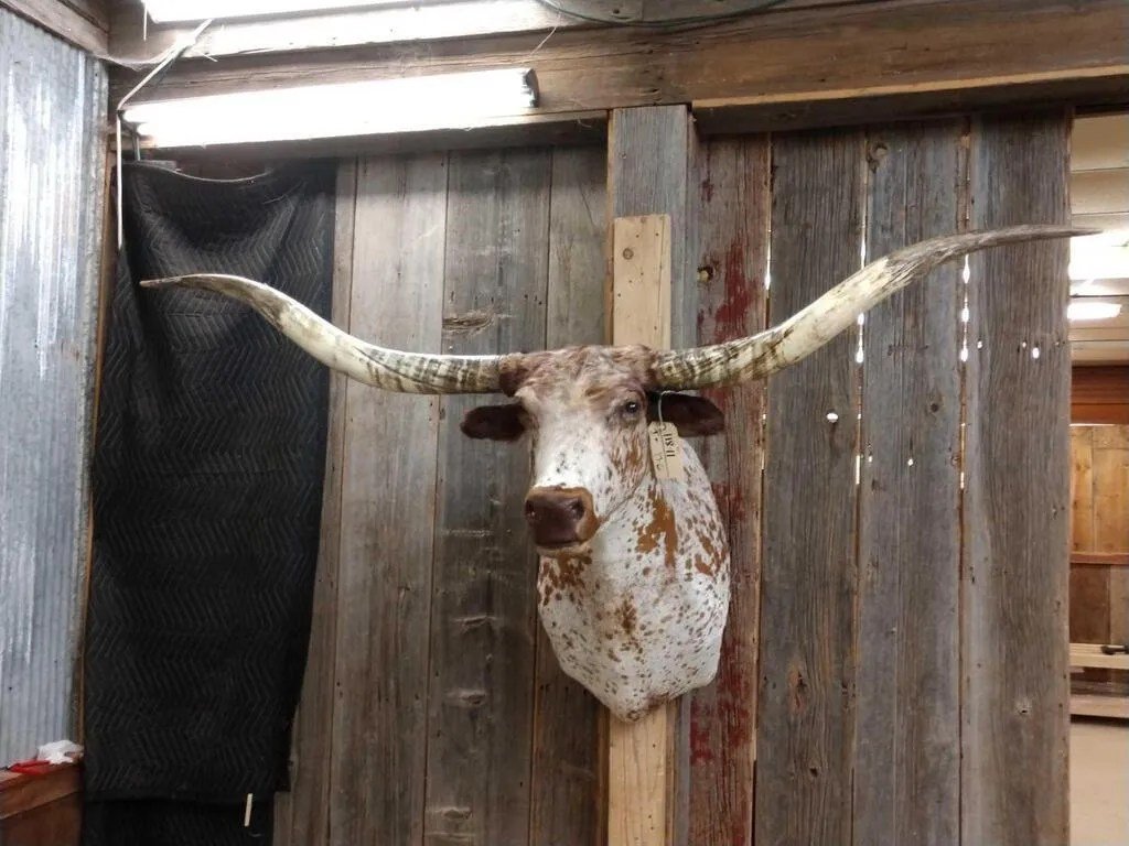 Texas Longhorn Steer Taxidermy Shoulder Mount