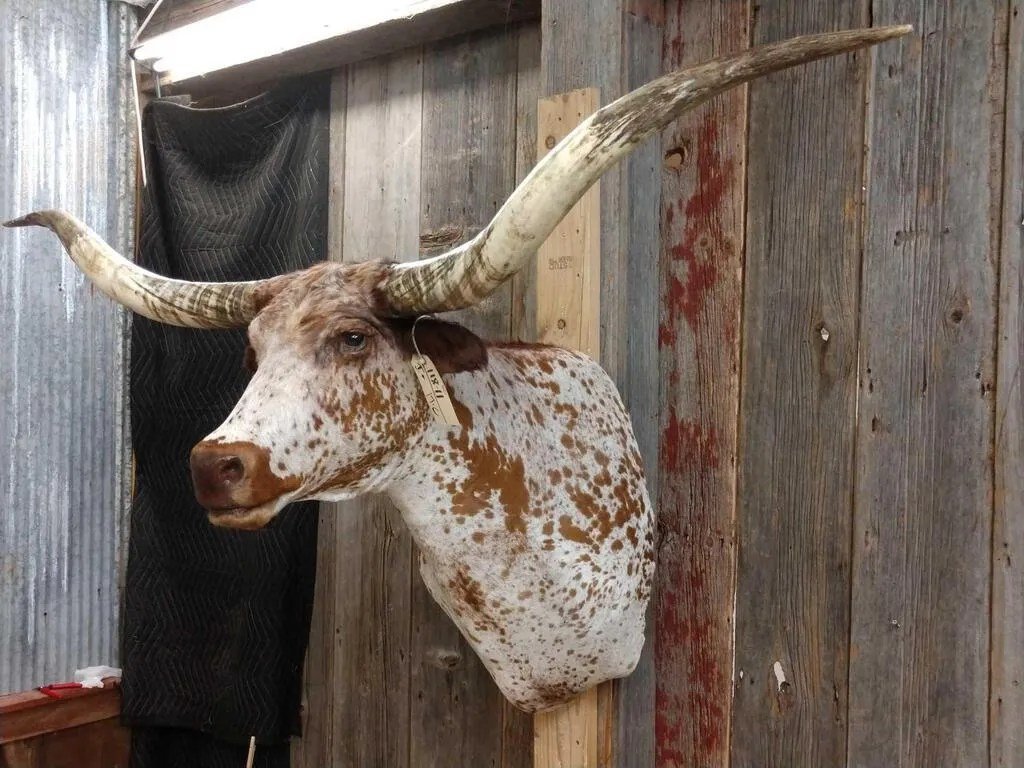 Texas Longhorn Steer Taxidermy Shoulder Mount - Image 2