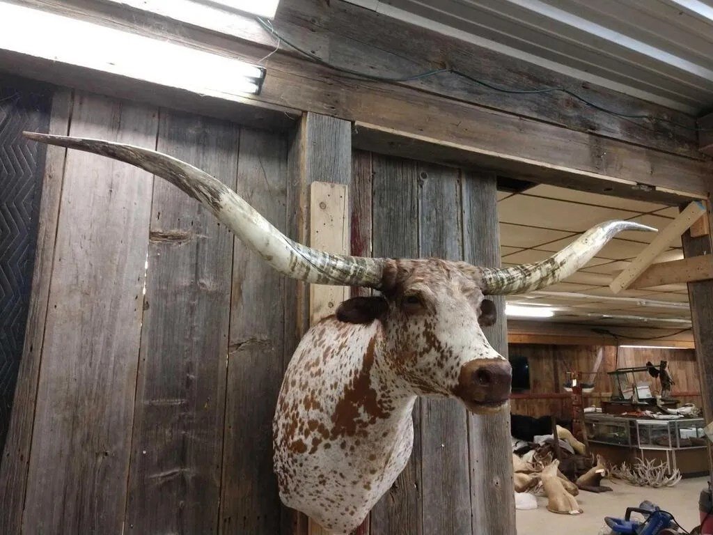 Texas Longhorn Steer Taxidermy Shoulder Mount - Image 3